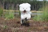 BICHON FRISE 400